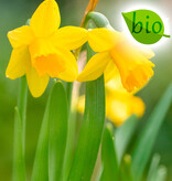 Narcis  Narcissus 'Tête-à-Tête', BIO - in pot