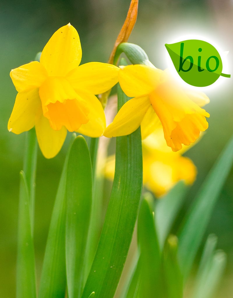 Narcis  Narcissus 'Tête-à-Tête', BIO - in pot