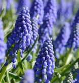 Blauwe druifjes  Muscari armeniacum (Blauwe druifjes), BIO - in pot
