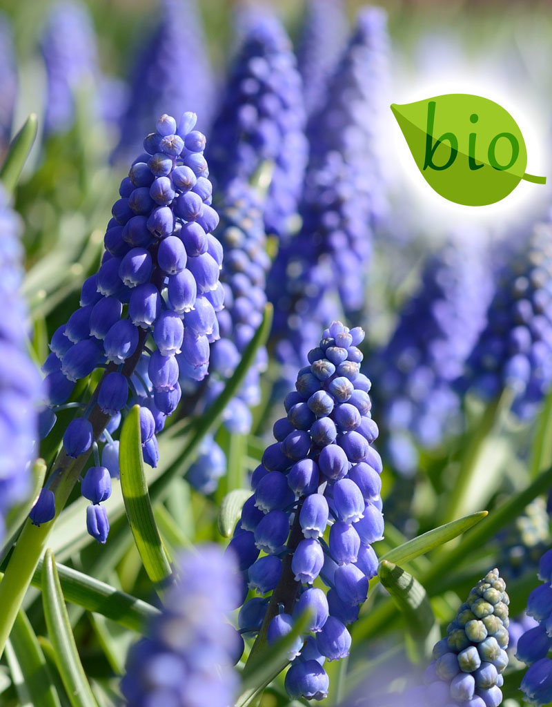 Blauwe druifjes  Muscari armeniacum (Blauwe druifjes), BIO - in pot