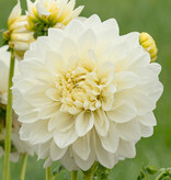 Dahlia  Dahlia 'White Perfection', BIO