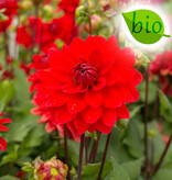 Dahlia  Dahlia 'Heatwave', BIO