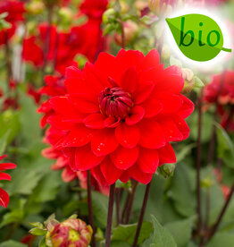Dahlia  Dahlia 'Heatwave', BIO