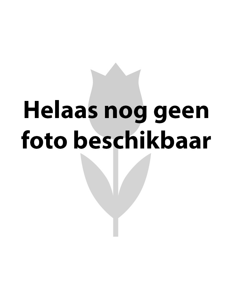 Vogelmelk  Ornithogalum reverchonii