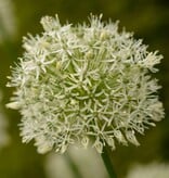 Sierui  Allium 'Mount Everest' (Sierui), BIO - XL voordeelverpakking