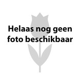 Narcis  Narcissus 'Standard Value', BIO