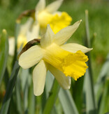 Narcis  Narcissus 'Topolino', BIO