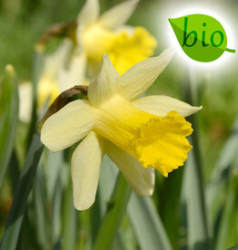 Narcis  Narcissus 'Topolino', BIO