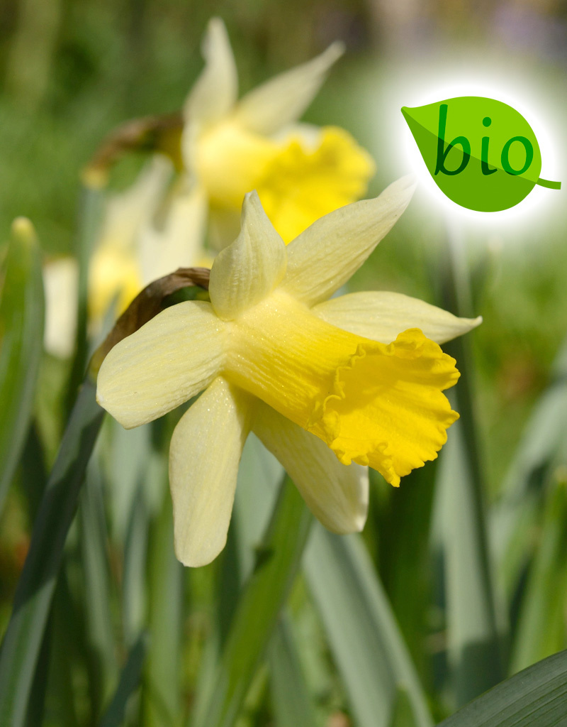 Narcis  Narcissus 'Topolino', BIO