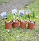 Blauwe druifjes  Muscari armeniacum (Blauwe druifjes), BIO - in pot