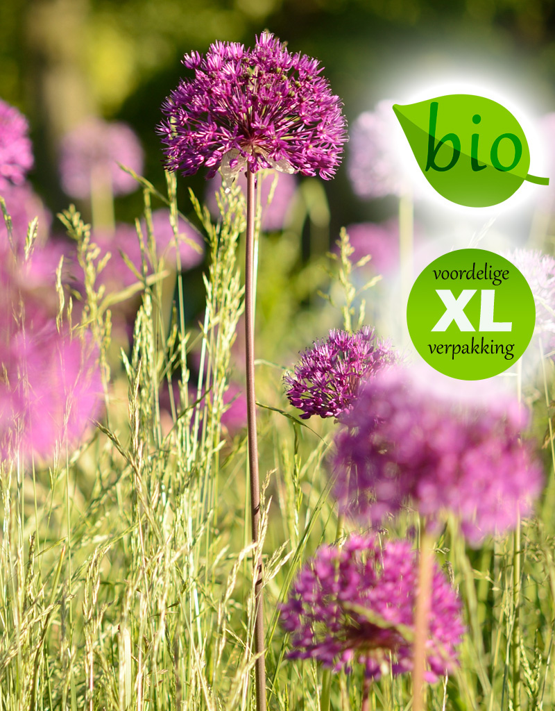 Sierui  Allium 'Purple Sensation', BIO - XL voordeelverpakking