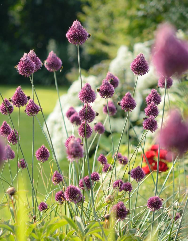 Trommelstokjes  Allium sphaerocephalon (Trommelstokjes), BIO - XL voordeelverpakking