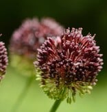 Trommelstokjes  Allium sphaerocephalon (Trommelstokjes), BIO - XL voordeelverpakking