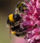 Trommelstokjes  Allium sphaerocephalon (Trommelstokjes), BIO - XL voordeelverpakking