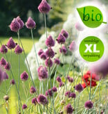 Trommelstokjes  Allium sphaerocephalon (Trommelstokjes), BIO - XL voordeelverpakking