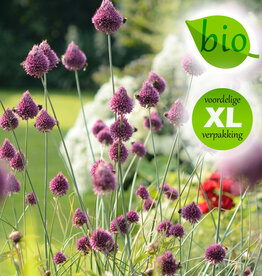 Trommelstokjes  Allium sphaerocephalon, BIO - XL voordeelverpakking
