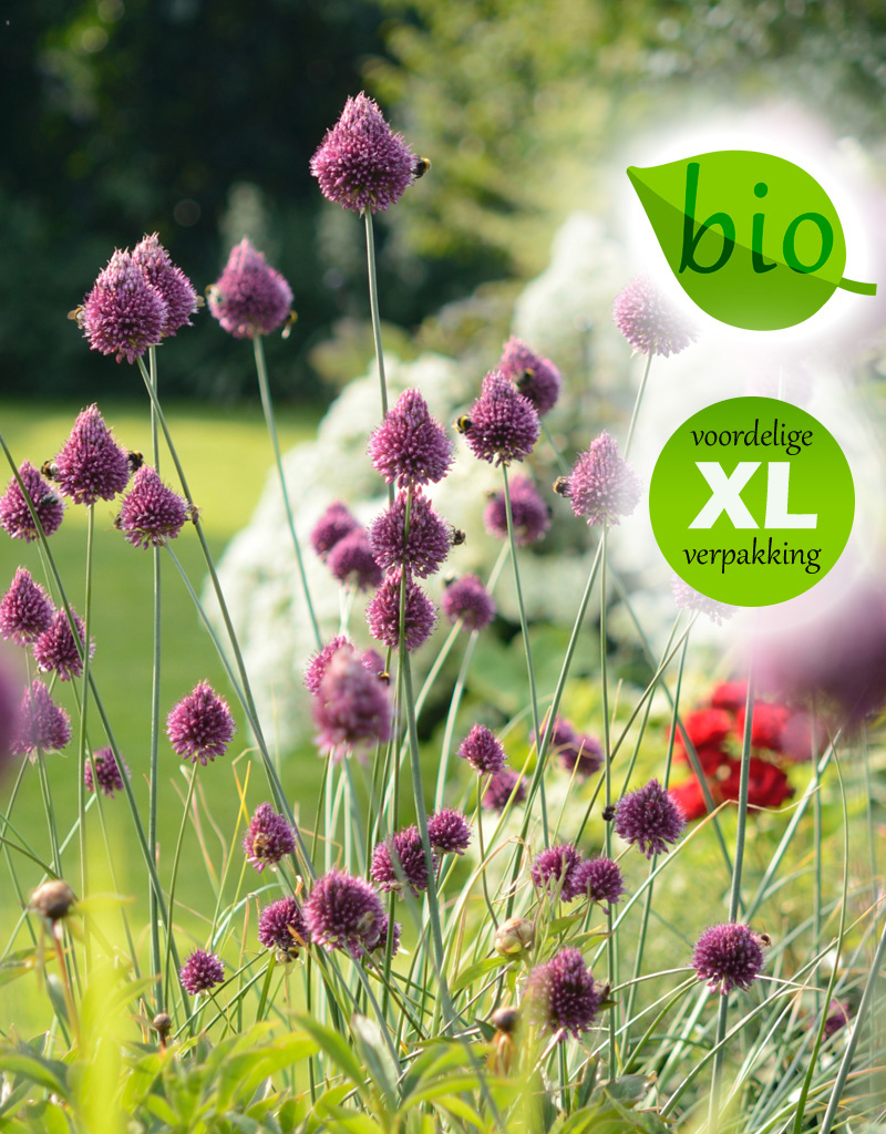 Trommelstokjes  Allium sphaerocephalon (Trommelstokjes), BIO - XL voordeelverpakking
