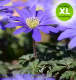 Anemoon (oosterse)  Anemone blanda 'Blue Shades' (Oosterse anemoon) - 300 stuks voor 12m2 - XL voordeelverpakking
