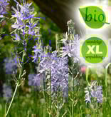 Indianenbloem  Camassia leichtlinii 'Caerulea' (Indianenbloem), BIO - XL voordeelverpakking