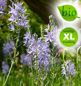 Indianenbloem  Camassia leichtlinii 'Caerulea', BIO - XL voordeelverpakking