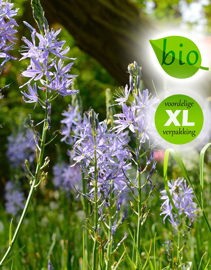 Indianenbloem  Camassia leichtlinii 'Caerulea' (Indianenbloem), BIO - XL voordeelverpakking