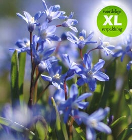 Sneeuwroem  Chionodoxa sardensis - XL voordeelverpakking