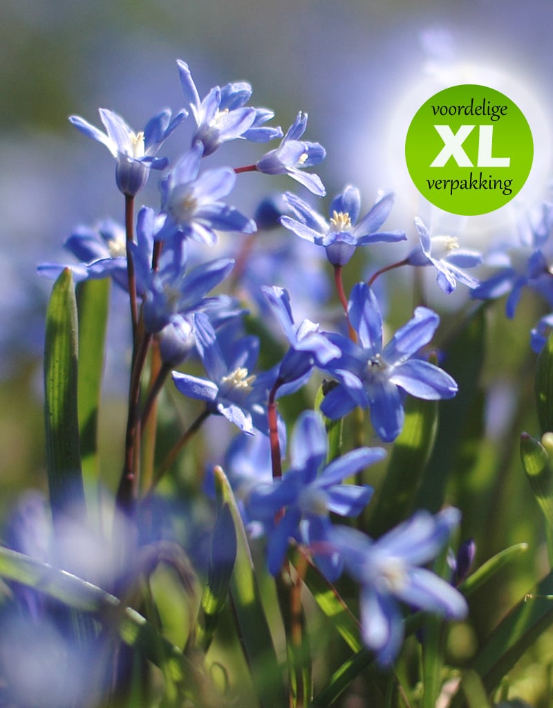 Sneeuwroem  Chionodoxa sardensis (Sneeuwroem) - Stinzenplant - 200 stuks voor 8m2 - XL voordeelverpakking