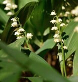 Lelietje der dalen  Convallaria majalis (Lelietje der dalen) - Stinzenplant - 100 stuks voor 5m2 - XL voordeelverpakking