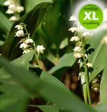 Lelietje der dalen  Convallaria majalis (Lelietje der dalen) - Stinzenplant - 100 stuks voor 5m2 - XL voordeelverpakking