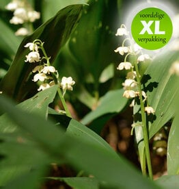 Lelietje der dalen  Convallaria majalis - XL voordeelverpakking