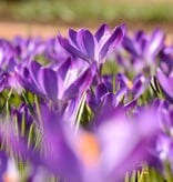 Krokus (boeren)  Crocus tommasinianus 'Ruby Giant' (Boerenkrokus) - Stinzenplant - XL voordeelverpakking