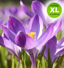 Krokus (boeren)  Crocus tommasinianus 'Ruby Giant' - XL voordeelverpakking