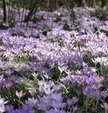 Krokus (boeren)  Crocus tommasinianus (Boerenkrokus) - 200 stuks voor 8m2 - XL voordeelverpakking