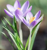 Krokus (boeren)  Crocus tommasinianus (Boerenkrokus) - 200 stuks voor 8m2 - XL voordeelverpakking