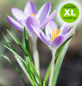 Krokus (boeren)  Crocus tommasinianus - XL voordeelverpakking