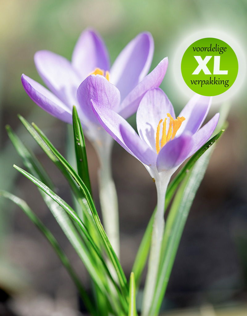 Krokus (boeren)  Crocus tommasinianus (Boerenkrokus) - 200 stuks voor 8m2 - XL voordeelverpakking