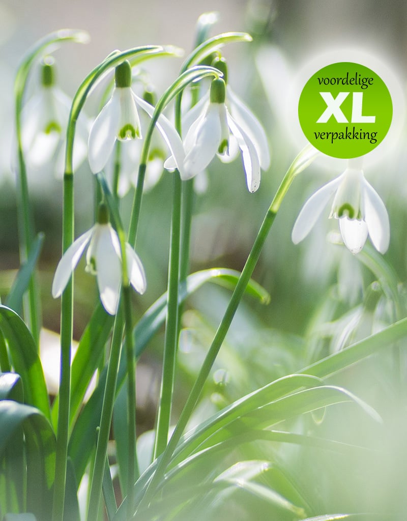 Sneeuwklokje  Galanthus enkelbloeiend (sneeuwklokje) - Stinzenplant - 100 stuks voor 4m2 - XL voordeelverpakking