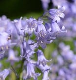 Hyacint (spaanse)  Hyacinthoides hispanica blauw, roze, wit (Spaanse hyacint) - 100 stuks voor 5m2 - XL voordeelverpakking