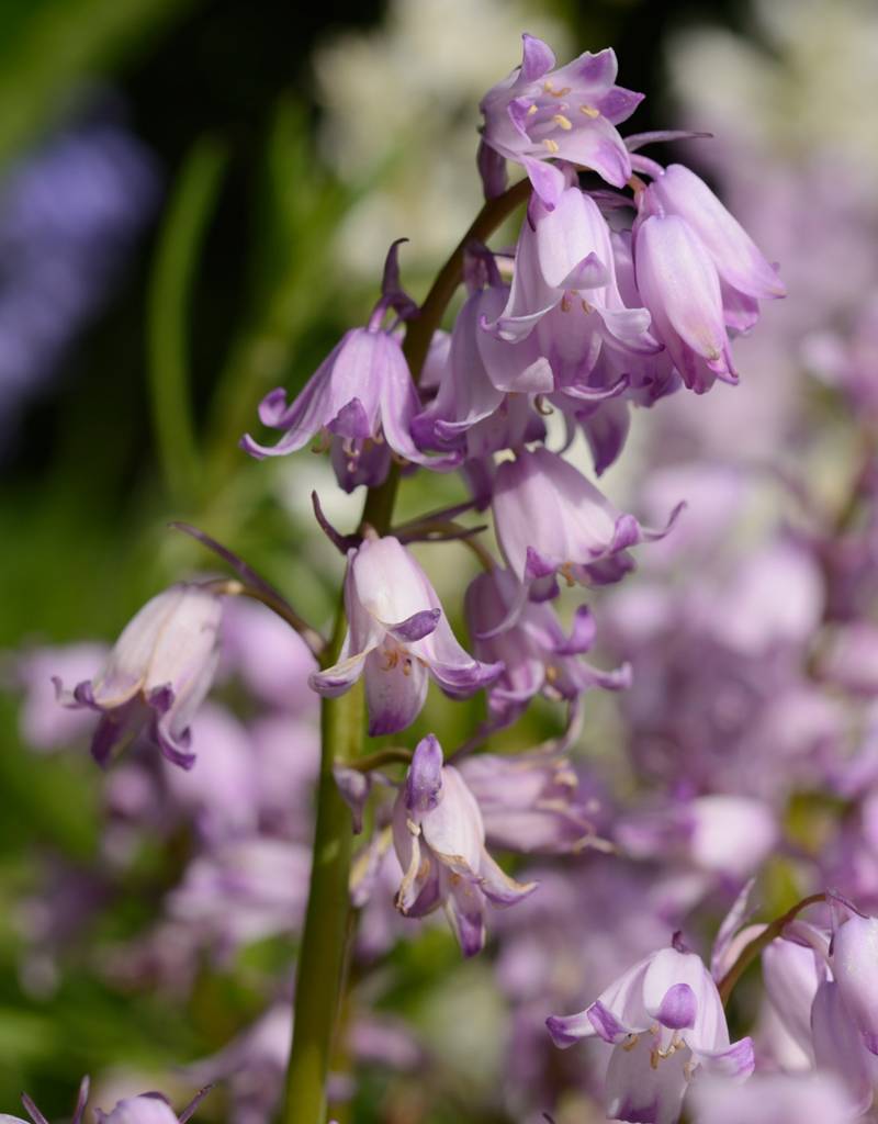 Hyacint (spaanse)  Hyacinthoides hispanica blauw, roze, wit (Spaanse hyacint) - 100 stuks voor 5m2 - XL voordeelverpakking