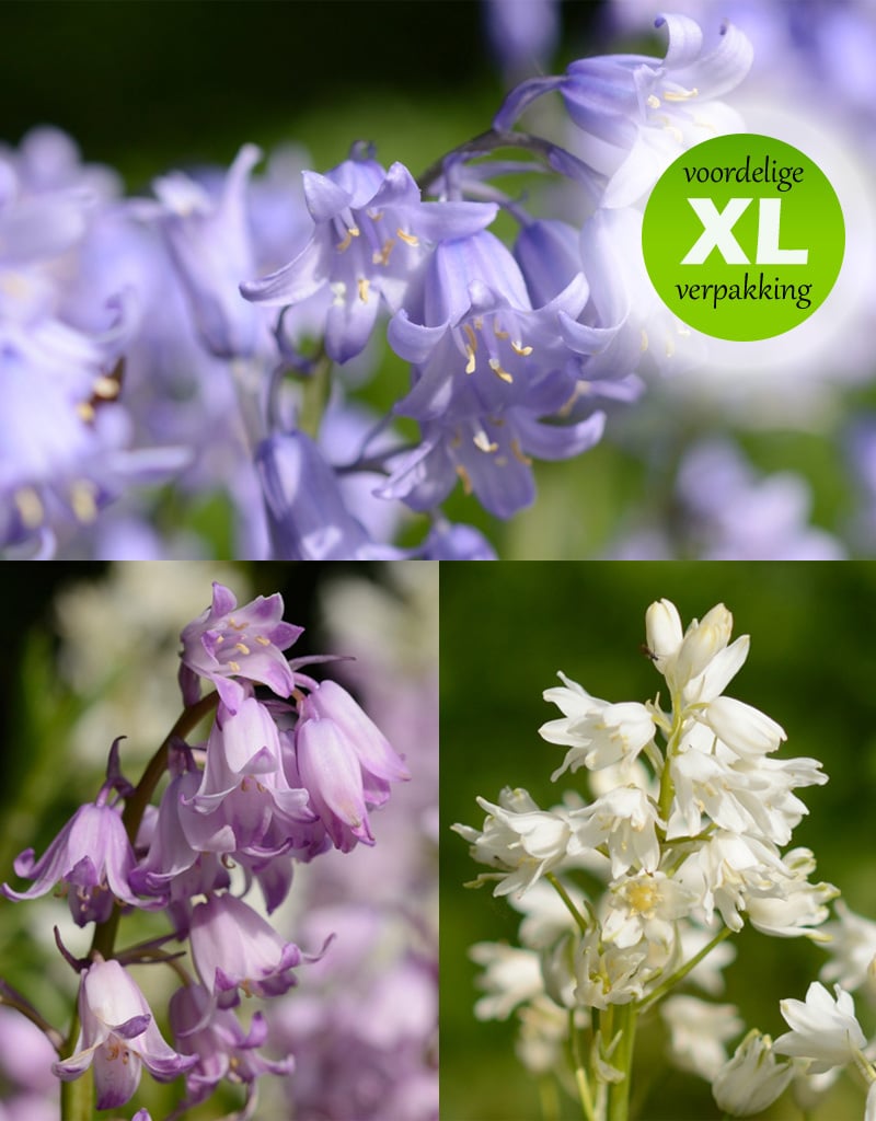 Hyacint (spaanse)  Hyacinthoides hispanica blauw, roze, wit (Spaanse hyacint) - 100 stuks voor 5m2 - XL voordeelverpakking
