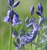 Hyacint (bos/wilde)  Hyacinthoides non-scripta blauw (Boshyacint) - Stinzenplant - 100 stuks voor 4m2 - XL voordeelverpakking