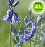 Hyacint (bos/wilde)  Hyacinthoides non-scripta blauw (Boshyacint) - Stinzenplant - 100 stuks voor 4m2 - XL voordeelverpakking