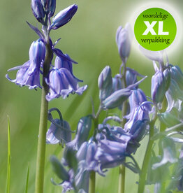 Hyacint (bos/wilde)  Hyacinthoides non-scripta blauw - XL voordeelverpakking