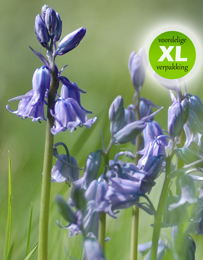 Hyacint (bos/wilde)  Hyacinthoides non-scripta blauw (Boshyacint) - Stinzenplant - 100 stuks voor 4m2 - XL voordeelverpakking