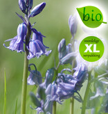 Hyacint (bos/wilde)  Hyacinthoides non-scripta blauw, BIO (Boshyacint) - Stinzenplant - XL voordeelverpakking