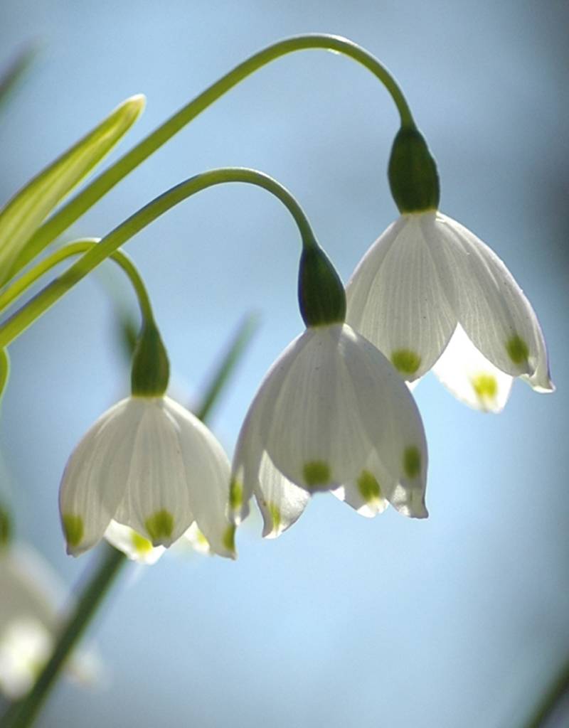 Zomerklokje  Leucojum aestivum 'Gravitye Giant', BIO (Zomerklokje) - Stinzenplant - XL voordeelverpakking