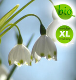 Zomerklokje  Leucojum aestivum 'Gravitye Giant', BIO (Zomerklokje) - Stinzenplant - XL voordeelverpakking