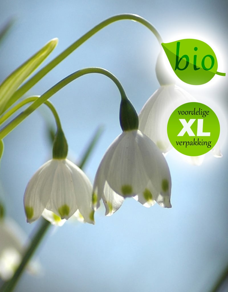 Zomerklokje  Leucojum aestivum 'Gravitye Giant', BIO (Zomerklokje) - Stinzenplant - XL voordeelverpakking