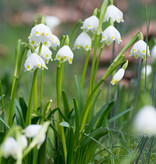 Lenteklokje  Leucojum vernum (Lenteklokje) - Stinzenplant - XL voordeelverpakking