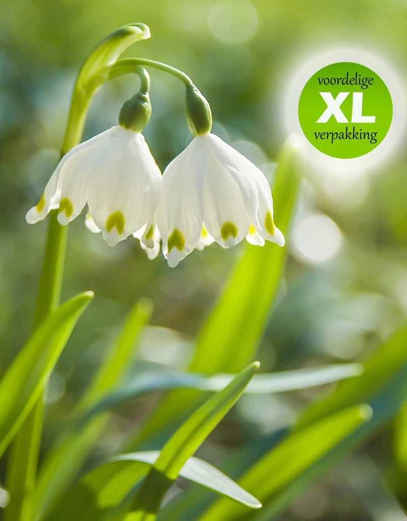 Lenteklokje  Leucojum vernum (Lenteklokje) - Stinzenplant - XL voordeelverpakking